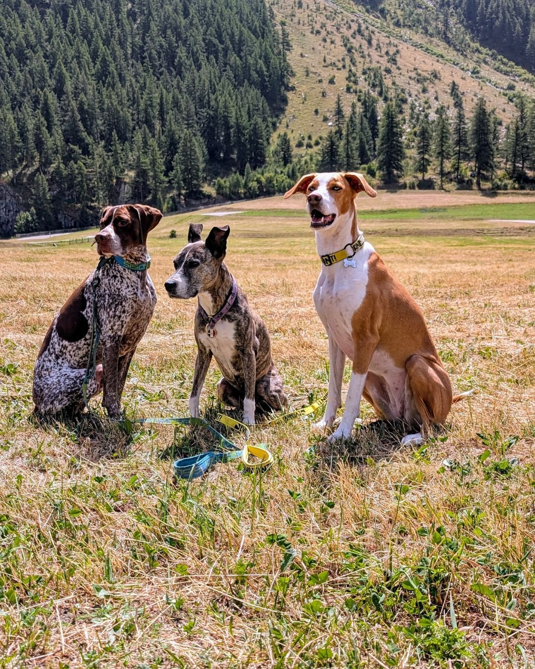 camille langbour canicross